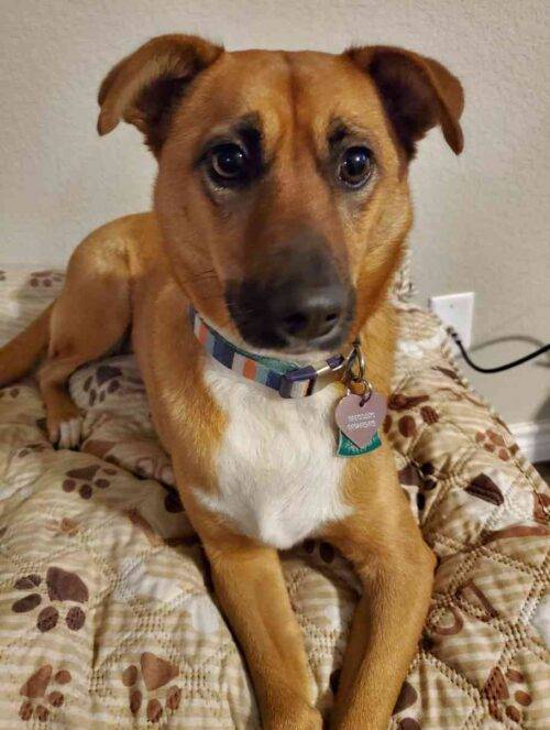 German Shepherd Mix Dog For Adoption in Killeen Texas Supplies