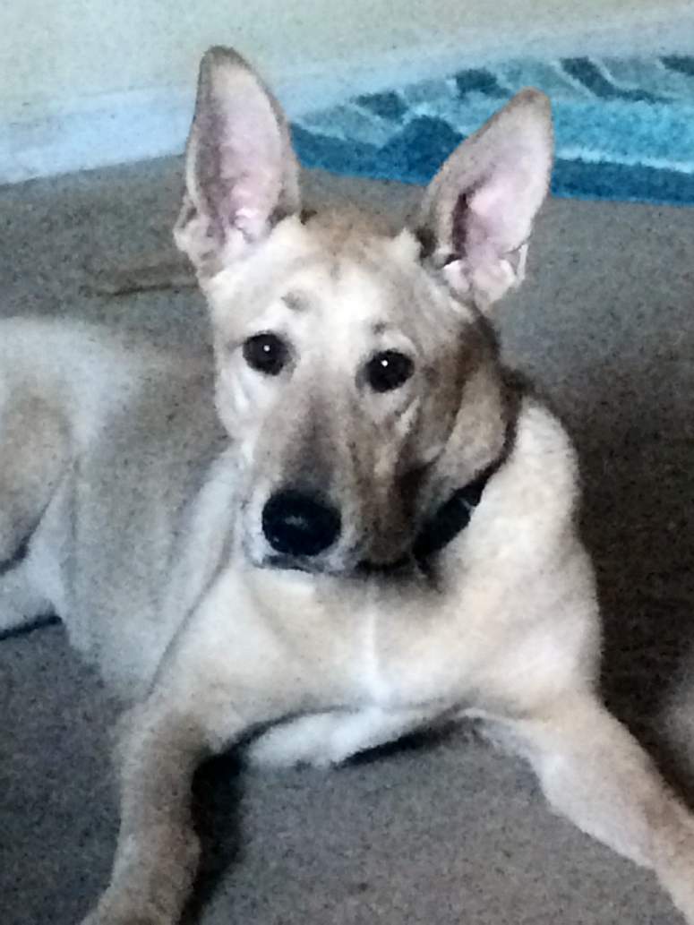 White german shepherd whippet greyhound mix dog for adoption in painesville ohio – adopt marley