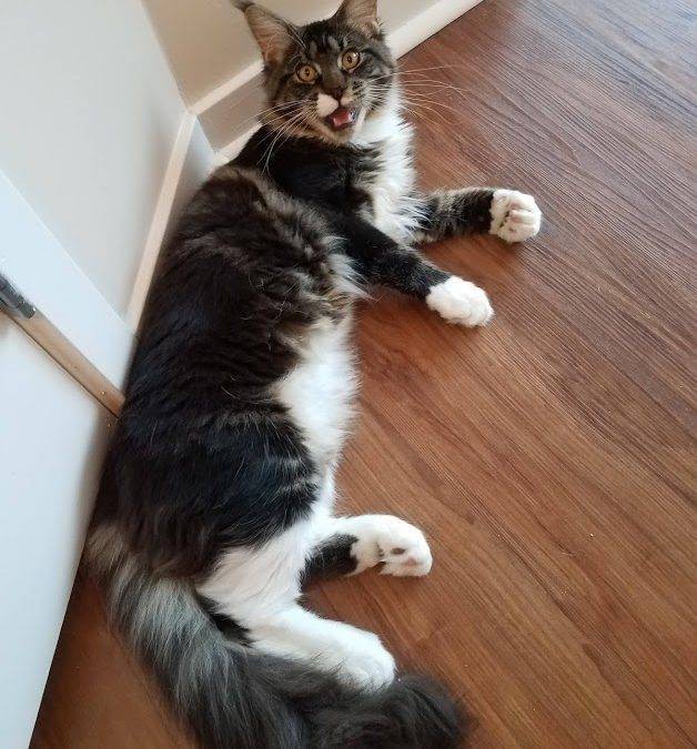 ADOPTED – Fabulous Maine Coon Cat in San Diego CA – Supplies Included – Marquise