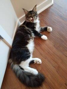 Maine Coon Cat For Adoption San Diego CA