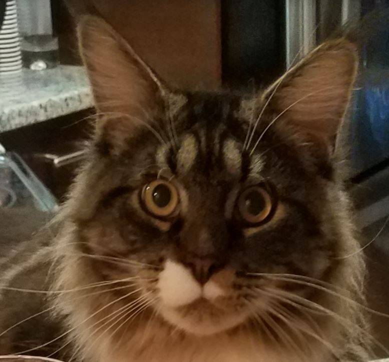 ADOPTED Fabulous Maine Coon Cat in San Diego CA Supplies Included