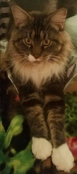 Marquise maine coon cat adoption san diego ca - copy