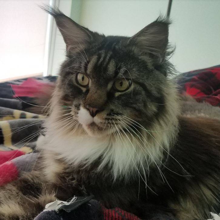 ADOPTED - Fabulous Maine Coon Cat in San Diego CA - Supplies Included ...