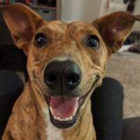 Masala Lab Chihuahua Mix Dog For Adoption In Dallas