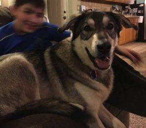 Detroit-windsor – mason – german shepherd labrador retriever mix dog for adoption new hudson michigan