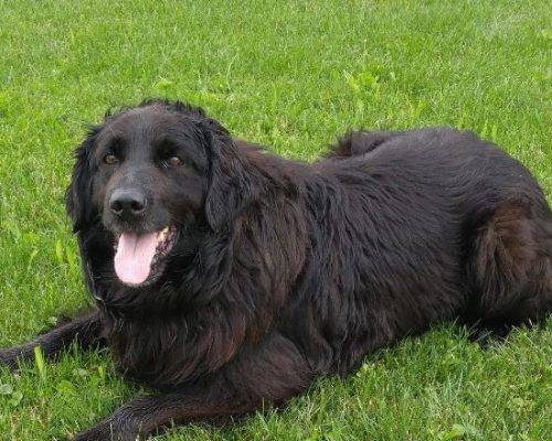 ADOPTED - Newfoundland Labrador Retriever Mix Dog in Ancaster ON Near ...