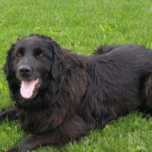 ADOPTED - Newfoundland Labrador Retriever Mix Dog in Ancaster ON Near ...