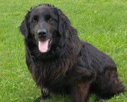 Mason - newfoundland lab mix dog for adoption in ontario 4
