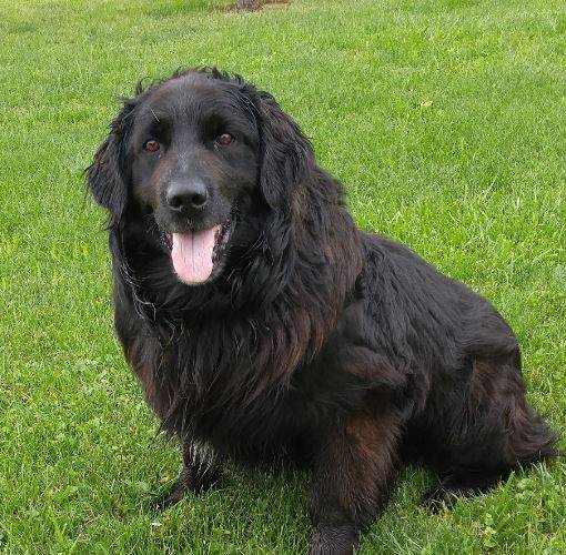 newfoundland dog mixed with lab