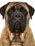 English Mastiff large dog breed portrait for adoption and rehoming