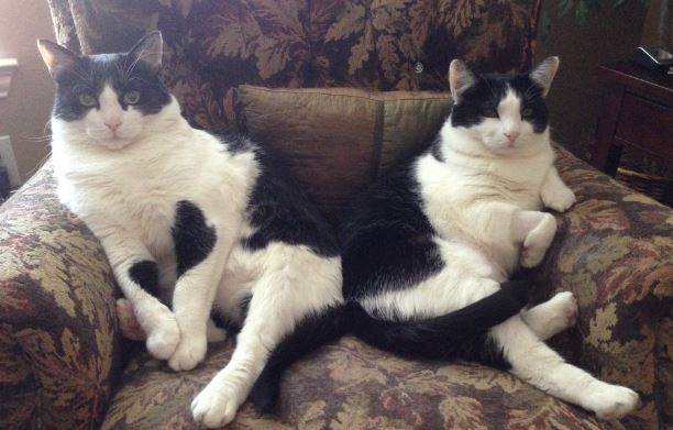 Matching Tuxedo Cats For Adoption
