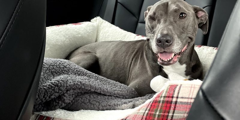 Sweet Pitbull Labrador Retriever Mix For Adoption In Pinellas Park FL – Supplies Included – Adopt Matty