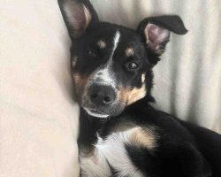 Puppy for adoption in edmonton