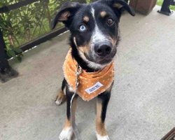 Puppy for adoption in edmonton