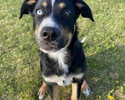 Puppy for adoption in edmonton
