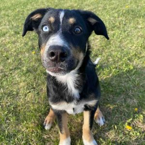 puppy for adoption in edmonton Photo puppy for adoption in edmonton