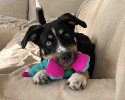 Puppy for adoption in edmonton