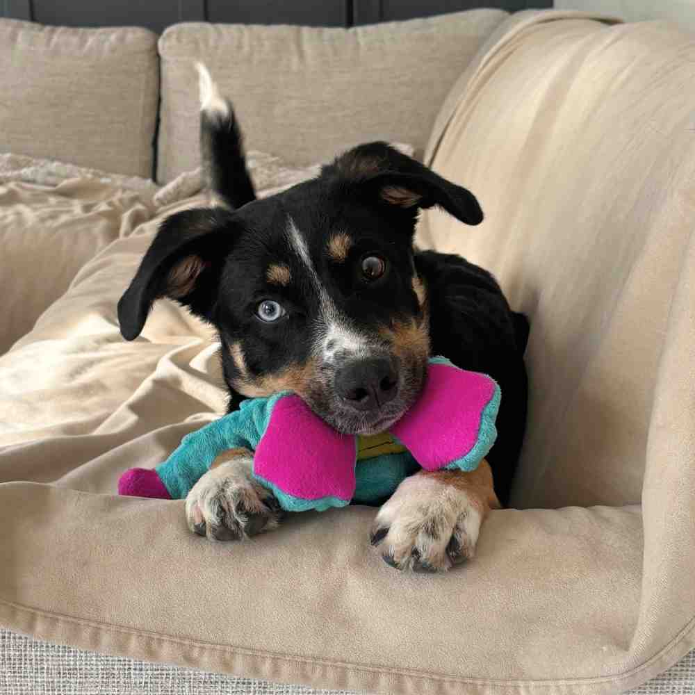 4 month old aussie heeler mix puppy for adoption in edmonton – meet maverick