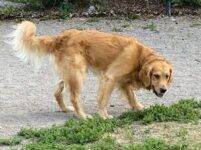 Golden Retriever for Adoption in Edmonton AB