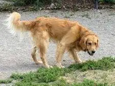 Golden Retriever for Adoption in Edmonton AB