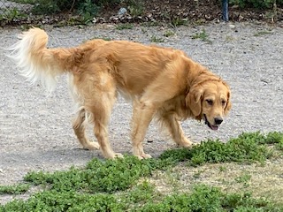 Golden retriever dog for adoption in edmonton alberta