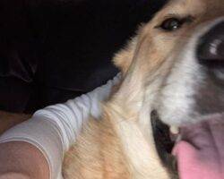 Max Golden Retriever Mix Dog Adoption Ardrossan AB 3