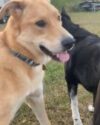 Max Golden Retriever Mix Dog Adoption Ardrossan AB 3