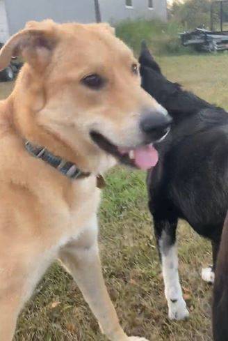 Max golden retriever mix dog adoption ardrossan ab 3