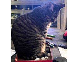 Photo Adorable Grey Tabby Cat For Adoption Near Houston (Tomball) Texas