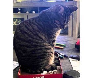 Photo Adorable Grey Tabby Cat For Adoption Near Houston (Tomball) Texas