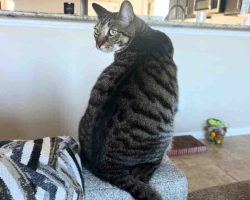 Photo Adorable Grey Tabby Cat For Adoption Near Houston (Tomball) Texas