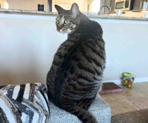 Photo Adorable Grey Tabby Cat For Adoption Near Houston (Tomball) Texas