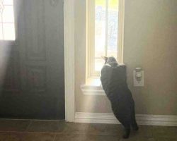 Photo Adorable Grey Tabby Cat For Adoption Near Houston (Tomball) Texas