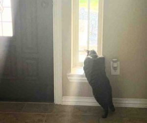 Photo Adorable Grey Tabby Cat For Adoption Near Houston (Tomball) Texas