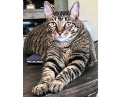 Photo Adorable Grey Tabby Cat For Adoption Near Houston (Tomball) Texas