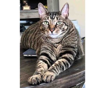 Adorable Grey Tabby Cat For Adoption Near Houston (Tomball) Texas
