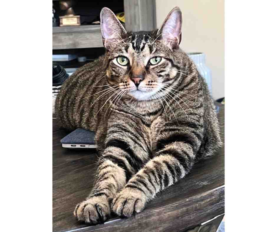 Adorable Grey Tabby Cat For Adoption Near Houston (Tomball) Texas