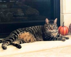 Photo Adorable Grey Tabby Cat For Adoption Near Houston (Tomball) Texas