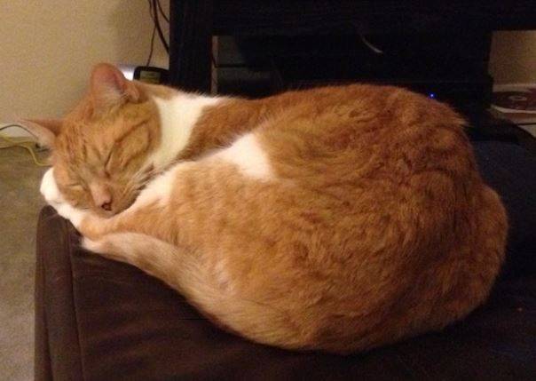 Max - orange tabby cat for private adoption granada hills ca 2