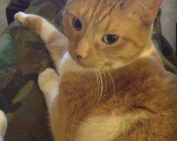 Max - orange tabby cat for private adoption granada hills ca 2