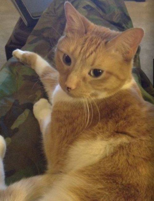 Max - orange tabby cat for private adoption granada hills ca 2