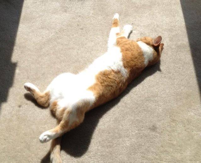 Max - orange tabby cat for private adoption granada hills ca 2