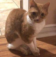 Max - Orange Tabby Cat For Private Adoption Granada Hills CA 2