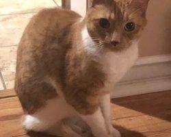 Max - orange tabby cat for private adoption granada hills ca 2