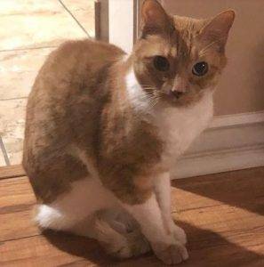 Foster a sweet senior orange tabby cat in la – $200 per month plus supplies