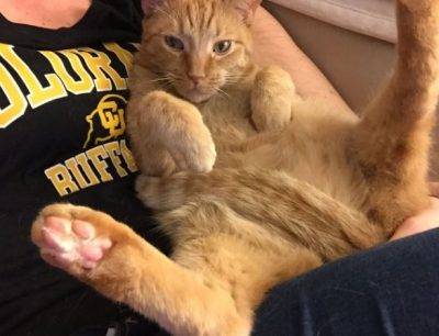Max Toby Orange Tabby Cats Adoption Near Boston MA 4