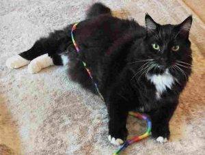 Maine coon tuxedo mix cat for adoption in brookhaven ga – meet max