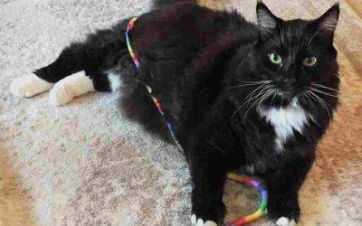 Maine coon tuxedo mix cat for adoption in brookhaven ga – meet max