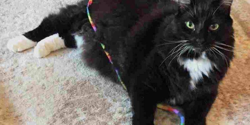 Max Tuxedo Maine Coon Cat For Adoption Brookhaven GA 7