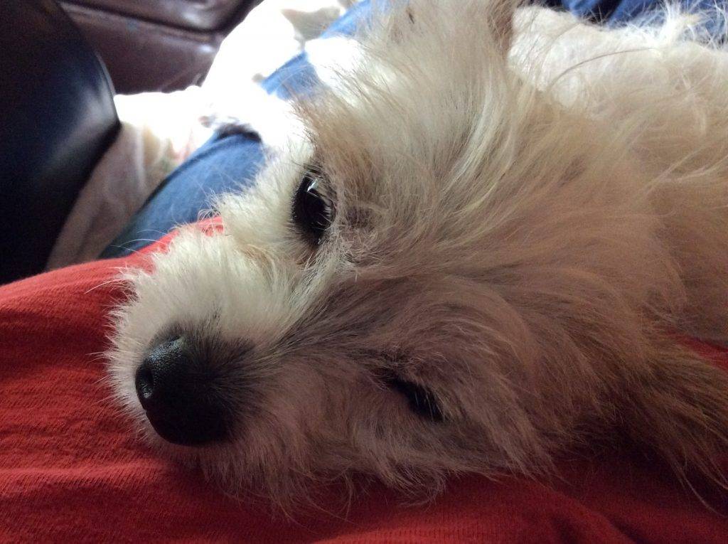 Max - west highland white terrier mix for adoption seattle wa